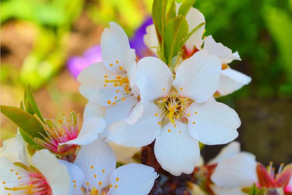 Fiori di Bach