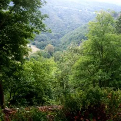 Passeggiare nel bosco